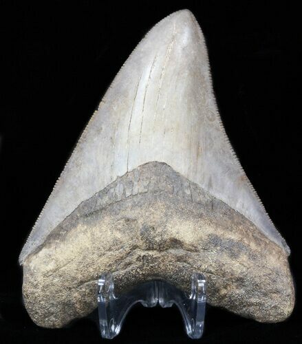 Serrated Megalodon Tooth - Georgia #39926